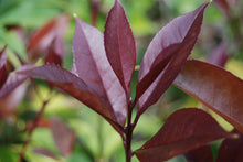 Osmanthus fragrans aurantiacus 'Apricot Echo'