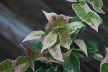 Osmanthus fragrans 'Yinbi Shuanghui'