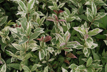 Osmanthus fragrans 'Yinbi Shuanghui'