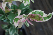 Osmanthus fragrans 'Yinbi Shuanghui'