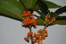 Osmanthus fragrans aurantiacus 'Beni Kin Mokusei'