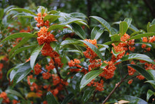 Osmanthus fragrans aurantiacus 'Beni Kin Mokusei'