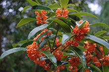 Osmanthus fragrans aurantiacus 'Beni Kin Mokusei'