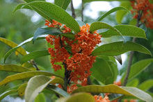 Osmanthus fragrans aurantiacus 'Beni Kin Mokusei'