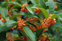 Osmanthus fragrans aurantiacus 'Beni Kin Mokusei'