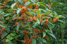 Osmanthus fragrans aurantiacus 'Beni Kin Mokusei'