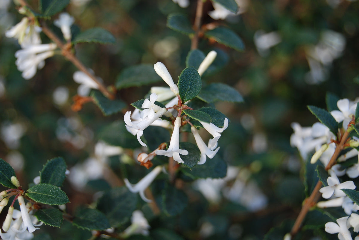 Osmanthus delayvii – Nurseries Caroliniana