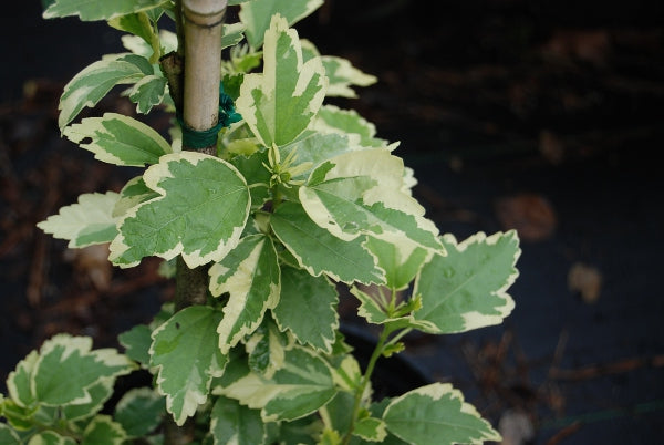 hibiscus syriacus variegata Hibiscus syriacus 'Miss Jilene'®
