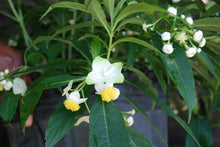 Platycrater arguta 'Kaeda'