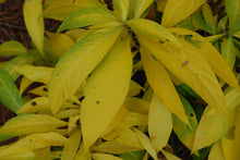 Platycrater arguta 'Kaeda'