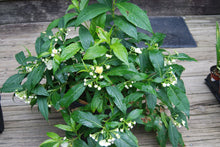 Platycrater arguta 'Kaeda'