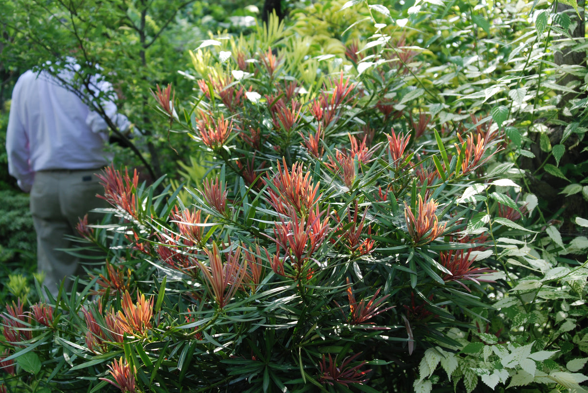 Podocarpus macrophyllus 'Emerald Flame'™ – Nurseries Caroliniana