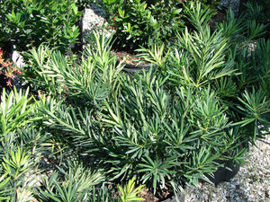 Podocarpus macrophyllus 'Pringlii'