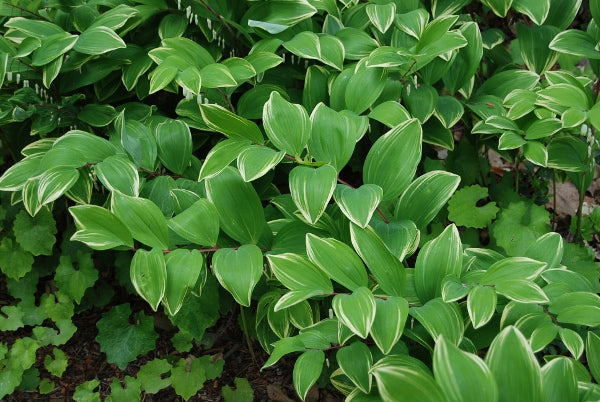 Polygonatum odoratum thunbergii 'Variegatum'