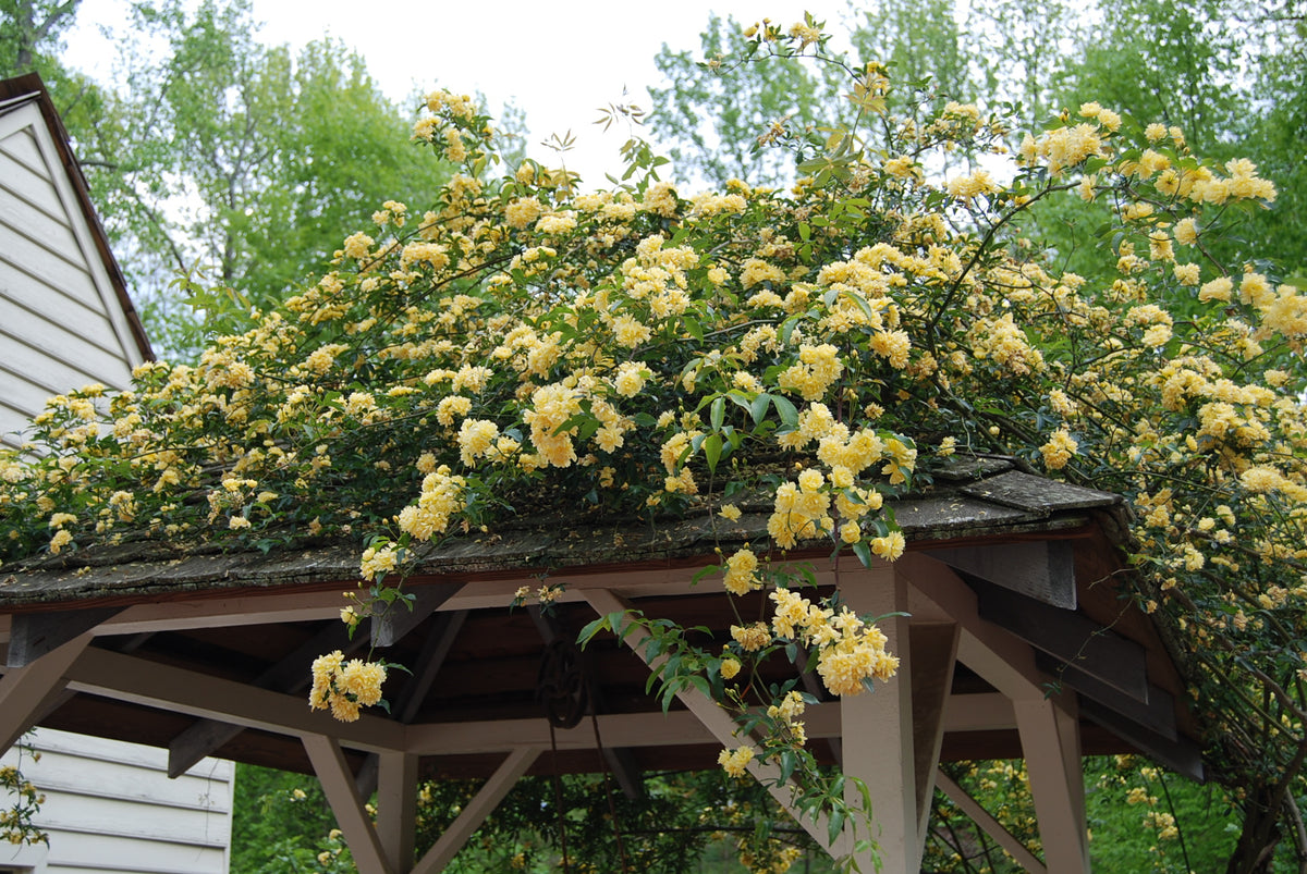 Rosa Banksiae Lutea Gelbe Rose - Duftende Kletterrose Im 9cm Topf