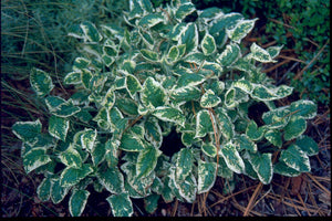 Salvia nipponica 'Fugi Snow'