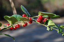 Sarcococca ruscifolia chinensis