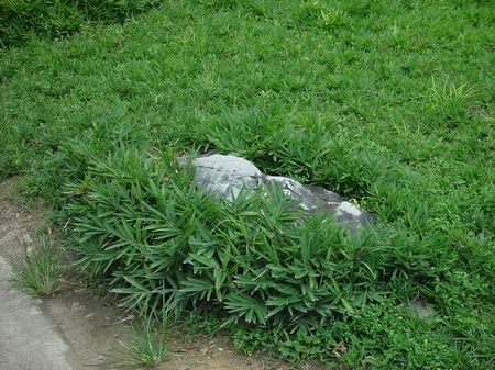 cactus kaktus Kaufe Affenschwanz-Kaktus-Blumensamen zum Pflanzen Einzigartige Kakteen für  deinen Garten – Pure Asia Seeds