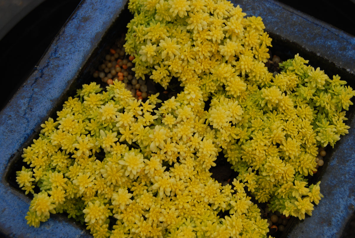 tokyo sun succulent flower Sedum japonica 'Tokyo Sun' – Nurseries Caroliniana