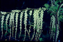 Stachyurus praecox mitsuzakii 'Issai'