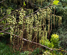 Stachyurus praecox mitsuzakii 'Issai'