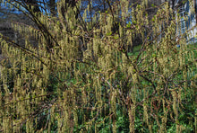 Stachyurus praecox mitsuzakii 'Issai'