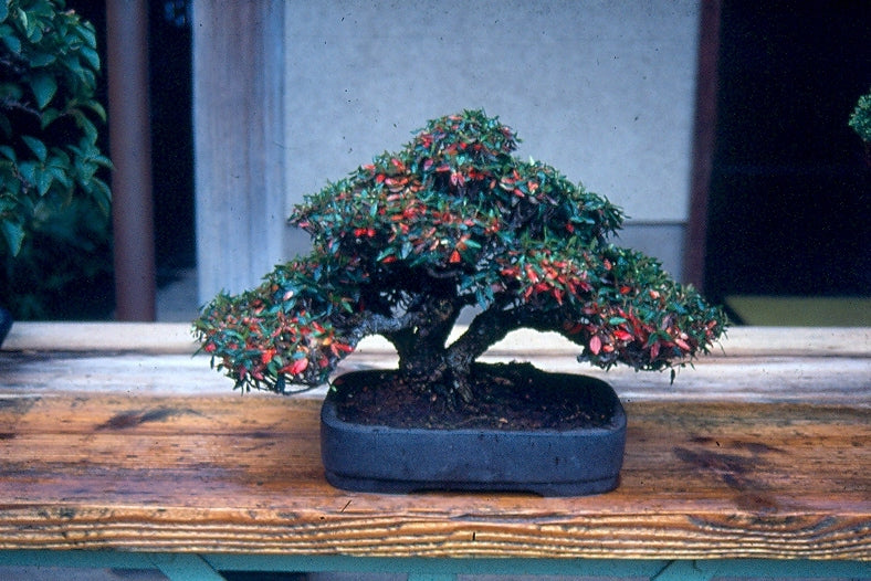Trachelospermum asiaticum 'Bonsai' – Nurseries Caroliniana