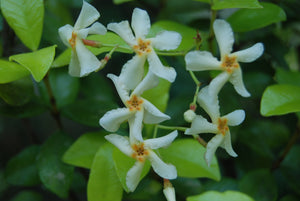 Trachelospermum jasminoides 'Fragrant Gold'™