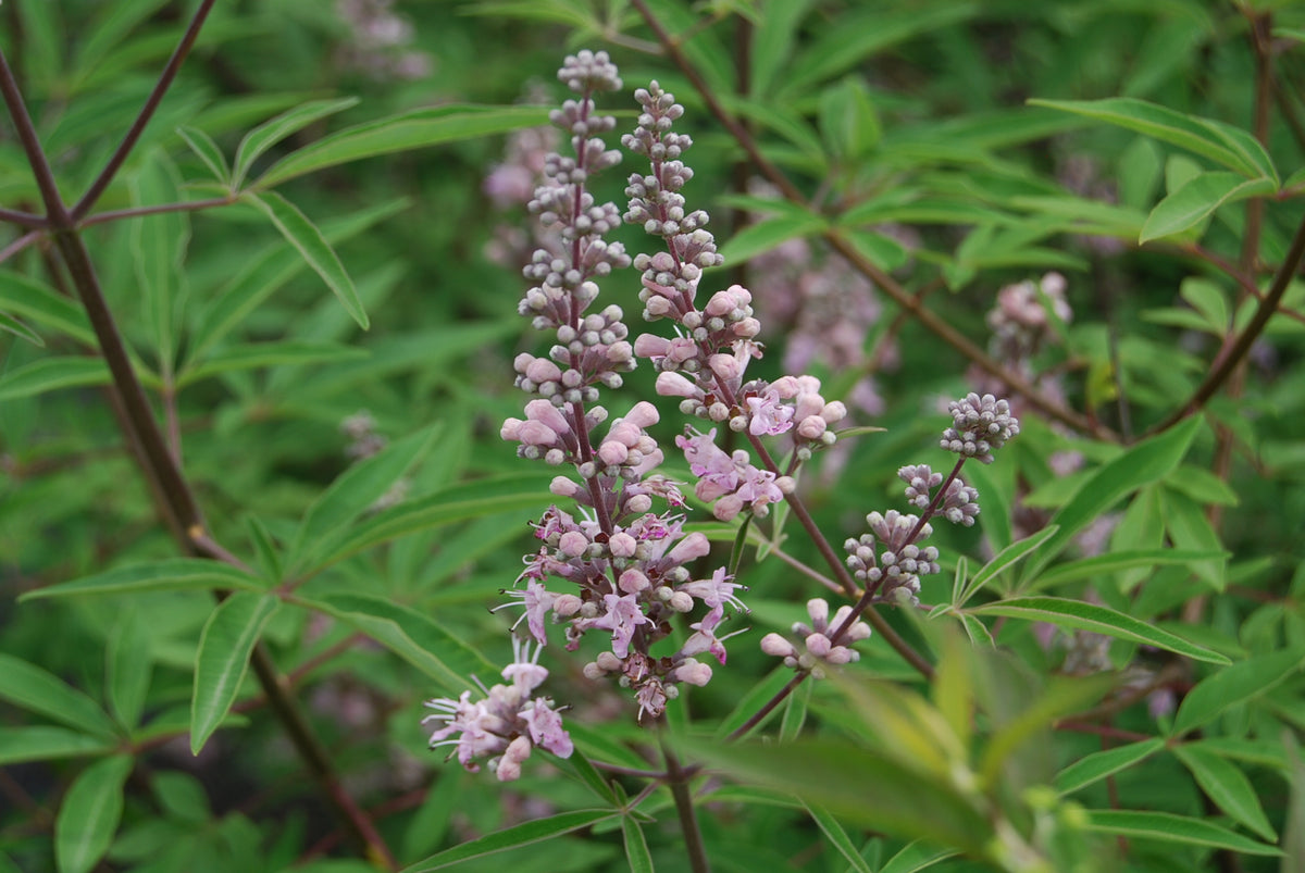 Vitex agnus-castus 'Salina's Pink'