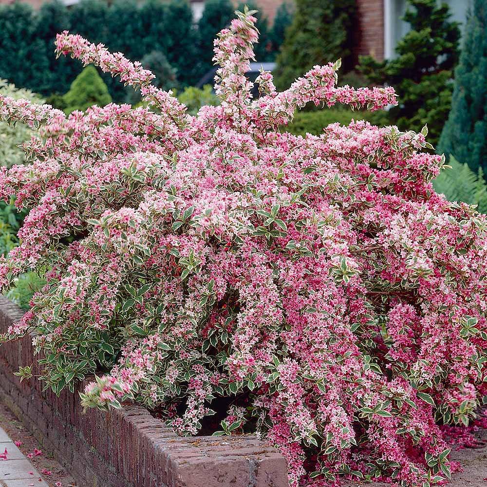 florida variegata Weigela florida 'Variegata'