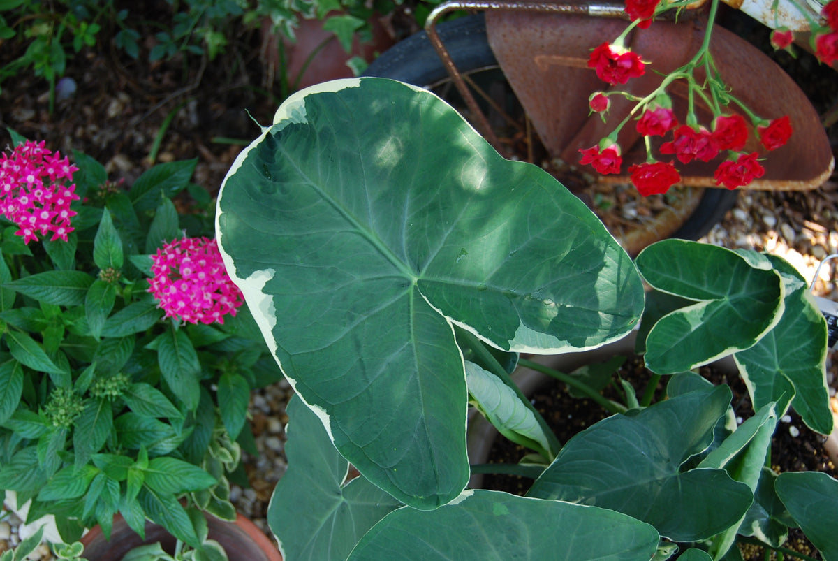 elephant ear plant xanthosoma Xanthosoma 'Albo-marginata' – Nurseries Caroliniana