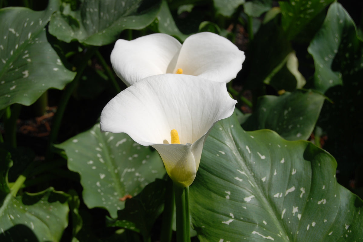 calla lily aethiopica white giant Zantedeschia aethiopica 'White Giant'