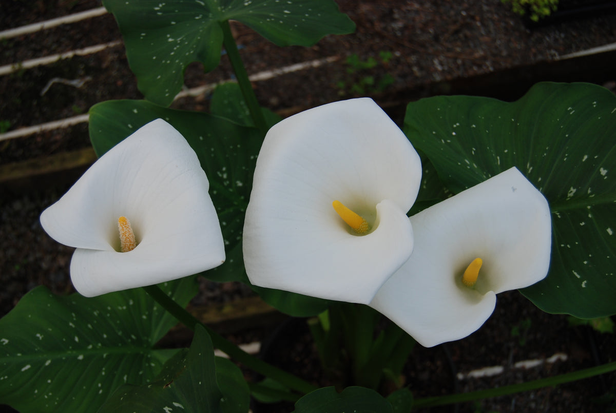 Zantedeschia aethiopica 'White Giant' – Nurseries Caroliniana