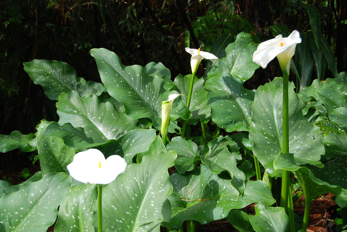 giant white calla lily care Zantedeschia aethiopica 'White Giant'
