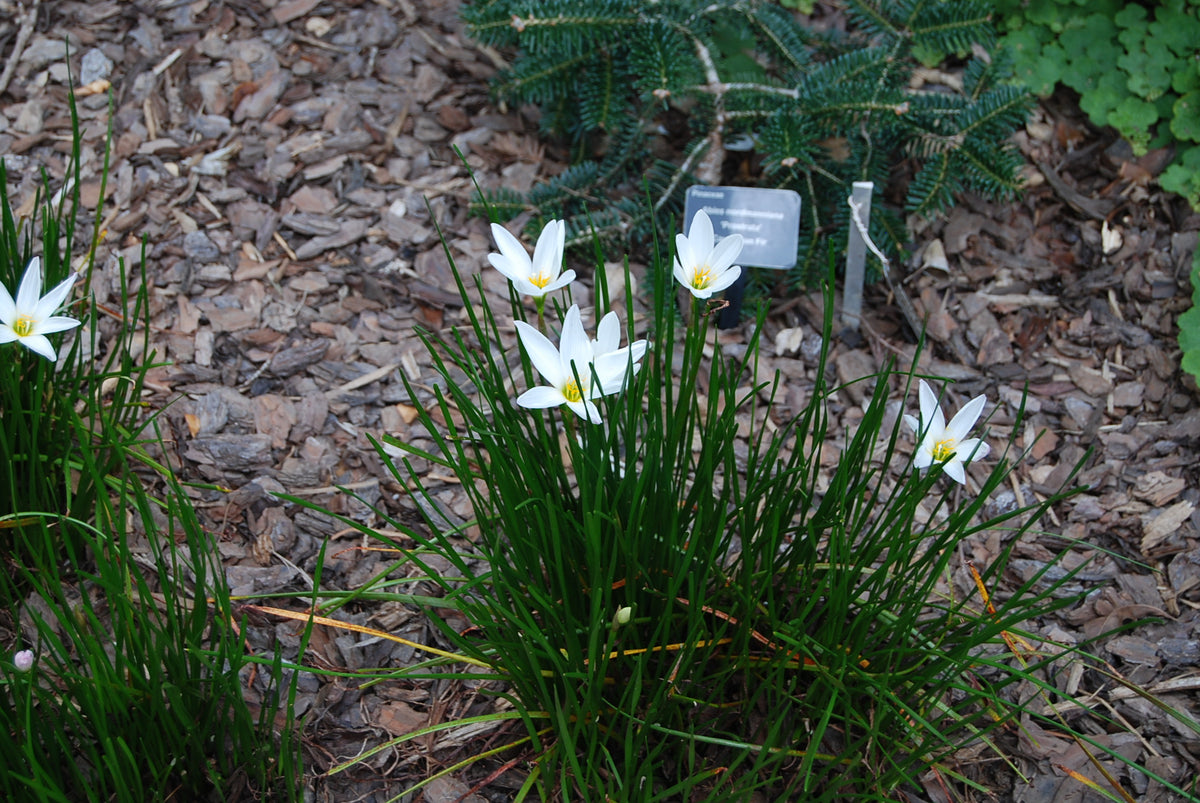 rain lily white zephyranthes candida Zephyranthes candida var. major