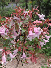 Abelia 'Edward Goucher'