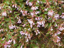 Abelia 'Edward Goucher'
