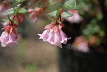 Abelia 'Edward Goucher'