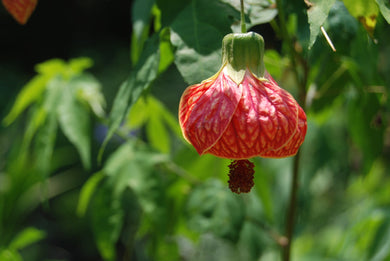 Abutilon 'Biltmore Ball Gown'