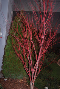 Acer palmatum 'Sangokaku' – Nurseries Caroliniana