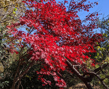 Acer palmatum 'Emperor 1'