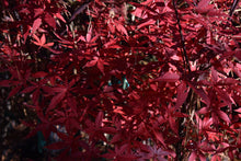 Acer palmatum 'Emperor 1'