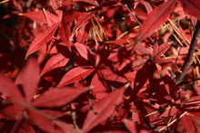 Acer palmatum 'Emperor 1'