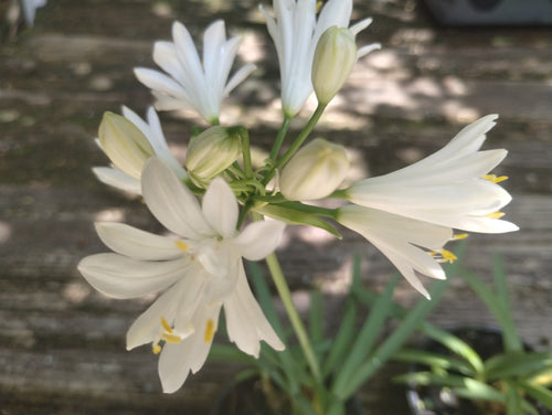 Agapanthus 'Double Diamond'