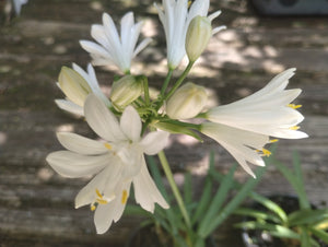 Agapanthus 'Double Diamond'