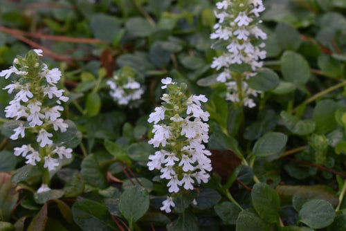 Ajuga reptans 'Hayes' Candles'