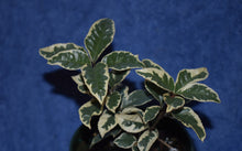 Ardisia japonica 'Biwa Nishiki'