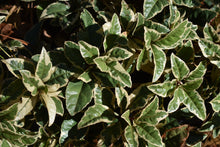 Ardisia japonica 'Biwa Nishiki'