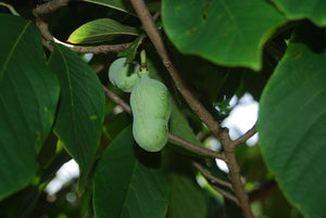 Asimina triloba