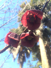 Asimina triloba
